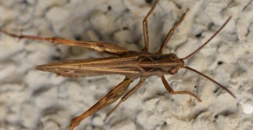 Réf. 312 170 : Chorthippus biguttulus biguttulus